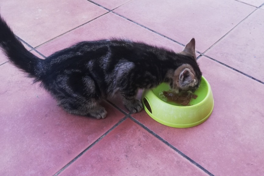 Discovery alert Cat Unknown Saint-Nauphary France Discovery alert Cat Unknown Saint-Nauphary France